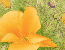 California Poppy California Poppy